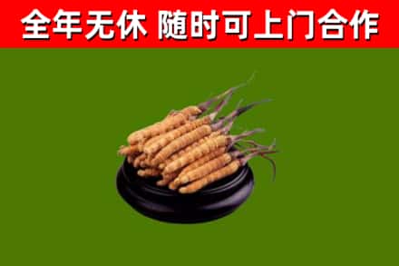 静海区回收散虫草