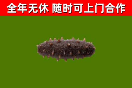 静海区回收海参干